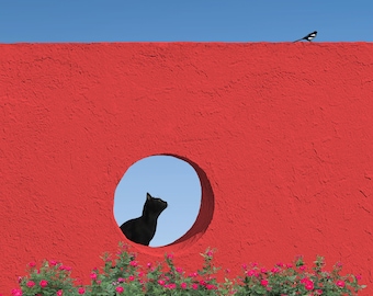 Magpie In Danger