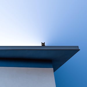 Ninja Cat
