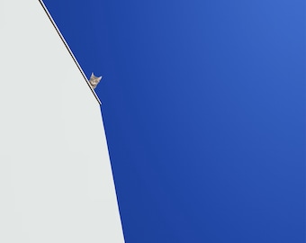 High In The Sky