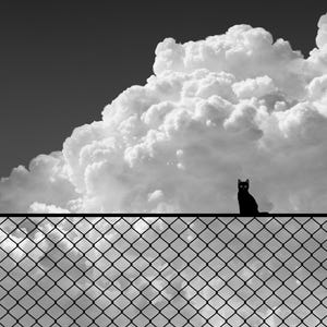 Kitty