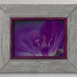 Photograph framed - Stork&#39;s beak