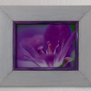 Photograph framed - Stork&#39;s beak