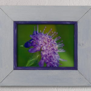 Könnte beinhalten: Ein gerahmtes Foto einer lila Blume vor grünem Hintergrund. Der Rahmen ist hellgrau mit einem violetten Innenrand.