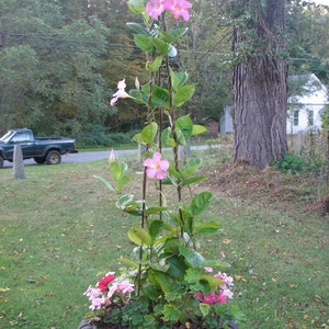 Garden Tripod 6'