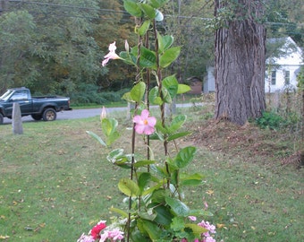 Garden Tripod 6'