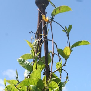 Garden Tripod 7'8"