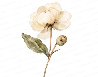 Watercolor Flower Clipart: Elegant White Floral Art (Digital Download)