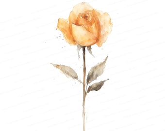 Watercolor Yellow Rose Clipart: Vintage Botanical Illustration (Instant Download)