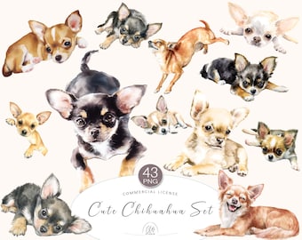 43 Realistic Chihuahua Clipart | PNG Watercolor Dog Illustrations for Pet Decor & Stickers | Instant Download