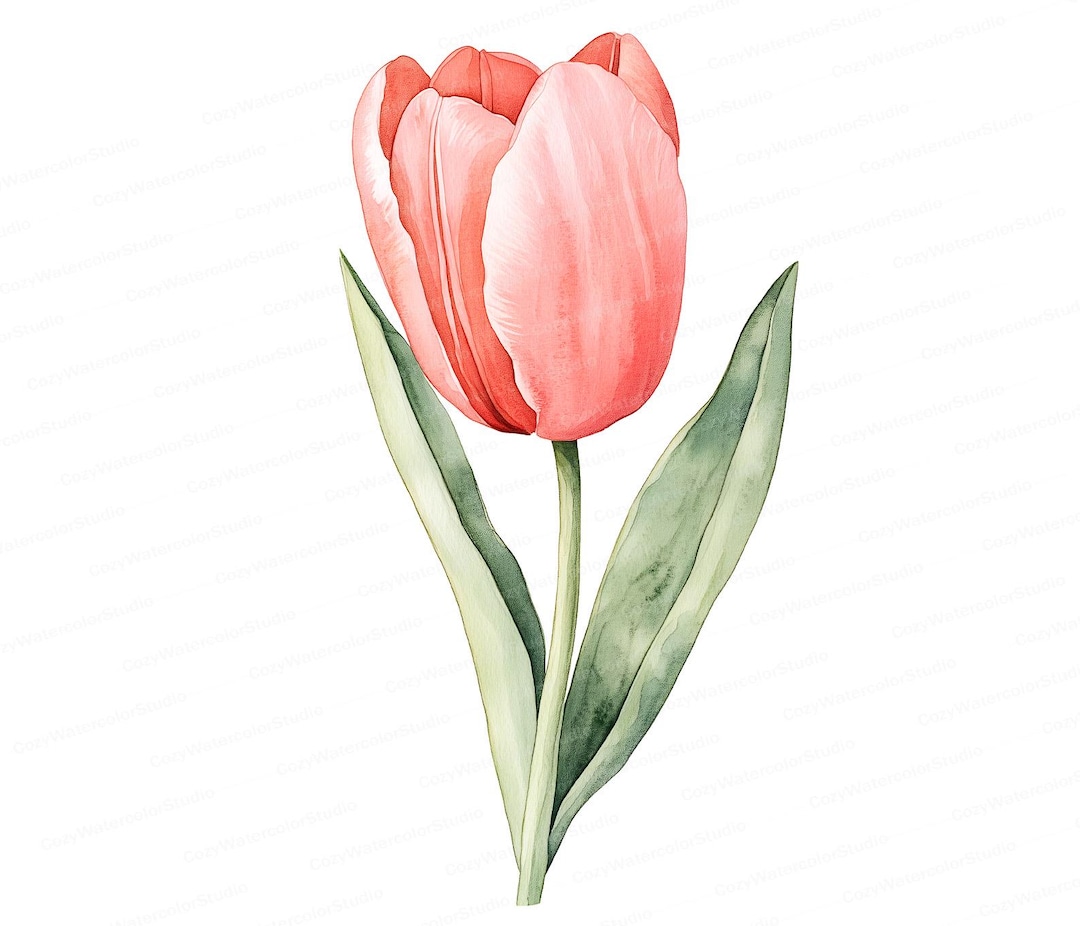 Pink Tulip Watercolor Clipart: Spring Floral Illustration (digital ...