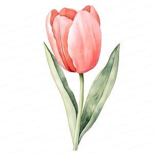 Pink Tulip Watercolor Clipart, Spring Floral Digital Download, Botanical Flower, Wedding Invitation, Printable Floral Illustration, 8 JPG