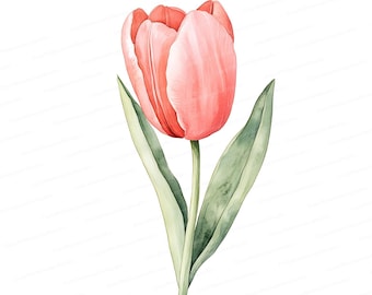 Pink Tulip Watercolor Clipart: Spring Floral Illustration (Digital Download)