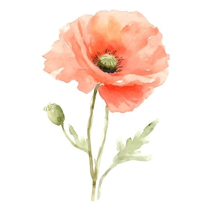 Clipart de papoula aquarela – Arte floral, impressão botânica, ilustração de flor vermelha, download digital, decoração da natureza, 8 arquivos JPG