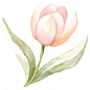 Set di clipart di tulipani ad acquerello / 8 JPG Download immediato Illustrazioni floreali in pastello morbido / Arte digitale botanica per inviti e decorazioni