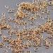10 grams thin brass jump rings, oval rings, delicate jumprings, small jumprings, high quality jewellery making B058-BRG