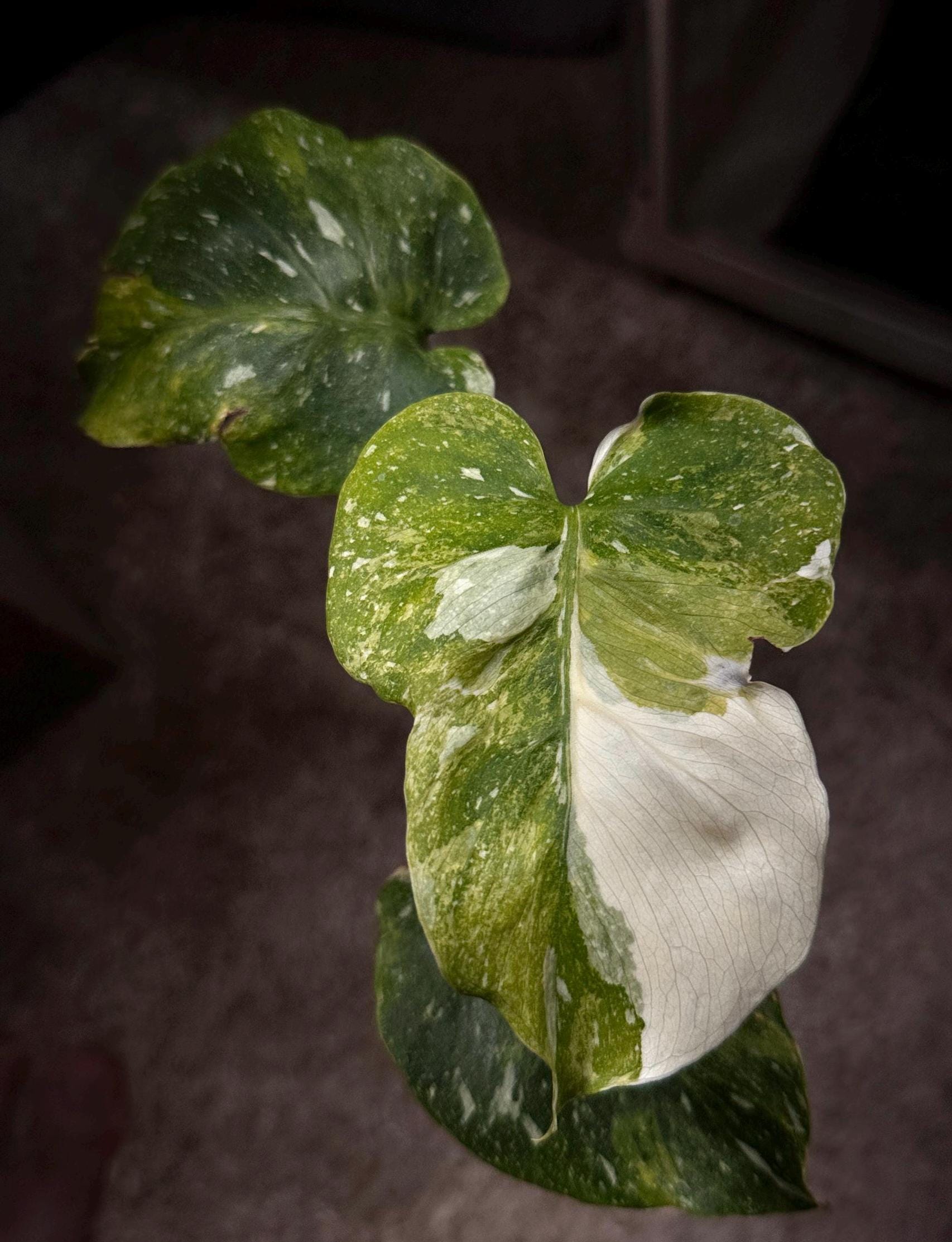 25(C1)Monstera mutation tricolor / モンステラ・ミューテーション