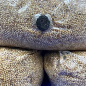 5 pond. Zakje gierst zonder biologische GGO&#39;s voor champignons