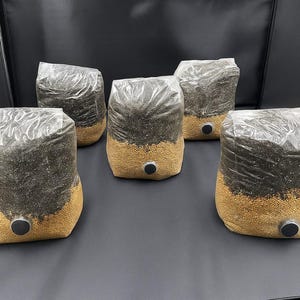 3 lb. All in one Mushroom Grow Bag