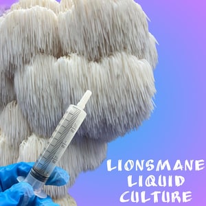 Lions Mane (Hericium Erinaceus) Liquid Culture 10ML