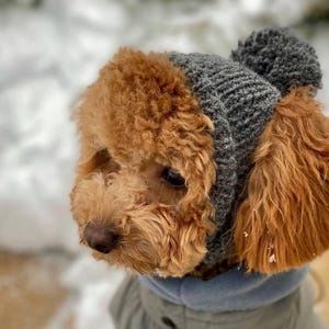 May include: A small, brown dog wearing a gray knit hat with a pom-pom and a gray and blue jacket. The dog is outdoors in a snowy environment, with a blurred background of snow and trees.