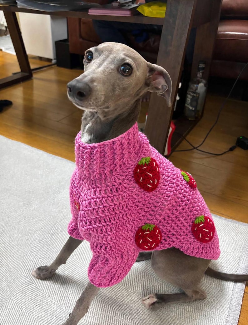 Op de afbeelding: Een grijze Italiaanse Greyhound draagt een roze, handgehaakte trui. De trui is versierd met rode aardbeien met groene bladeren. De hond zit op een lichtgekleurd tapijt, met een houten tafel en andere objecten op de achtergrond.