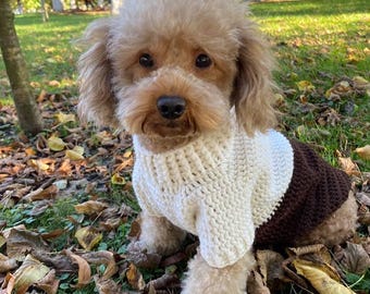 May include: A small, light brown dog wearing a handmade, two-tone sweater. The top portion of the sweater is cream-coloured, while the bottom is a rich brown. The dog is sitting in a bed of fallen leaves and grass.