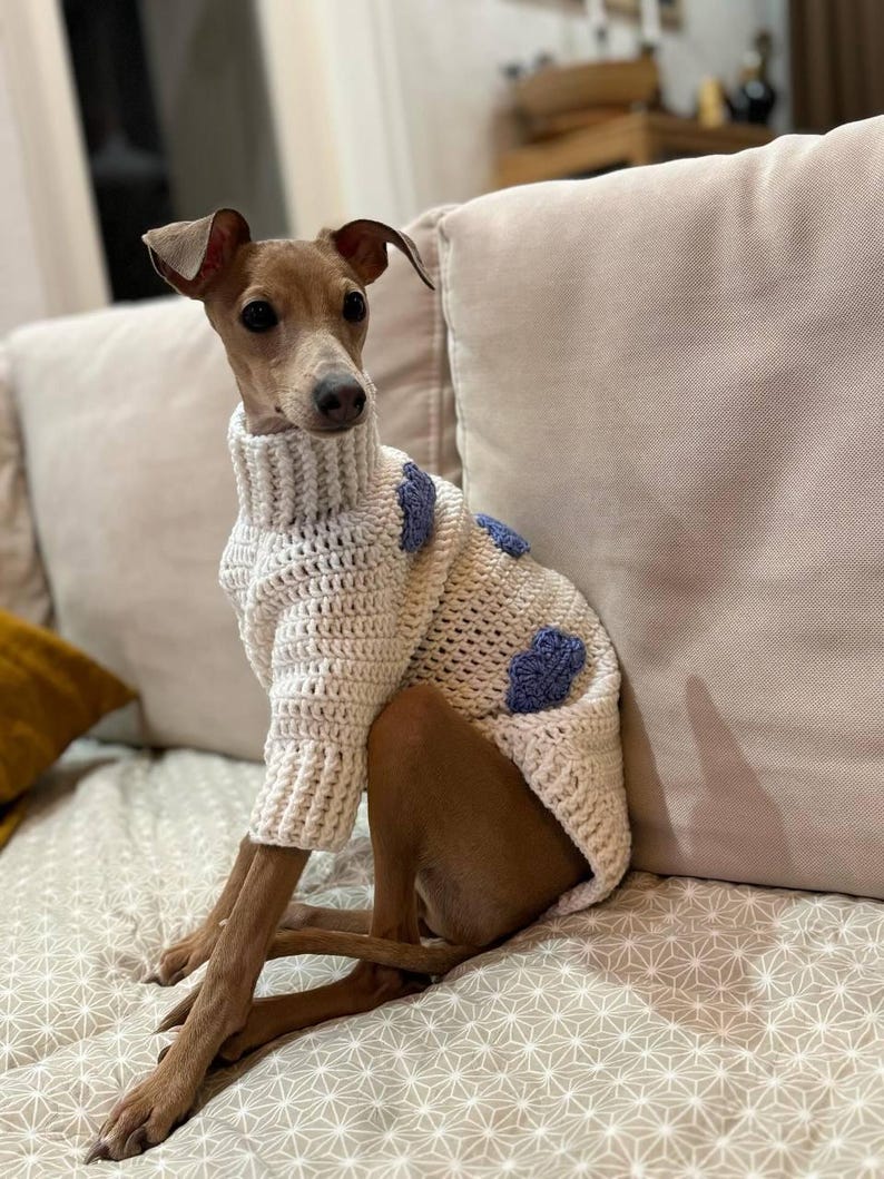 Op de afbeelding: Een kleine, bruine hond draagt een cr&egrave;mekleurige, handgehaakte trui met een hoge kraag en blauwe accenten. De hond zit op een oppervlak met een patroon, met een kussen in neutrale tinten op de achtergrond. De trui heeft een textuur.
