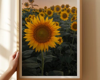 Kansas Sunflower Field Print: Golden Sunset Rustic Farmhouse Wall Art