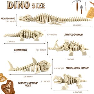 May include: An illustration showing the size of various dinosaur skeleton models. The models include a Mosasaurus (12 inches long), an Ankylosaurus (7 inches long), a Mammoth, a Saber-Toothed Tiger (7.8 inches long), and a Megalodon Shark (6.5 inches long).