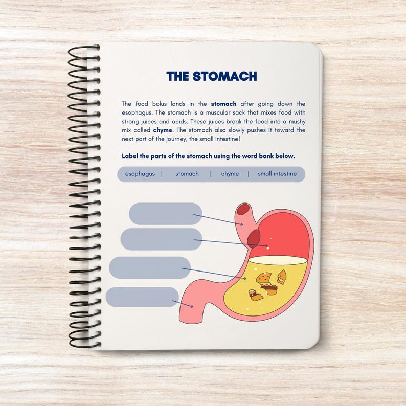 Digestive System Activity Book | Printable Worksheets | Homeschool ...