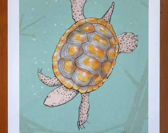 Diamondback Terrapin (13 x 19)