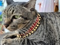 Brass Bells Cat Collars, Hippie Pet Collars, Dog Collars, Jewelry Collars, Cute Collars product logo