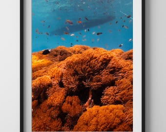 Fine Art Coral Reef Print - Alor, Indonesia | Tropical Island Photography | Underwater Reef, Diving | Nature Print, Coastal Home Decor, Blue