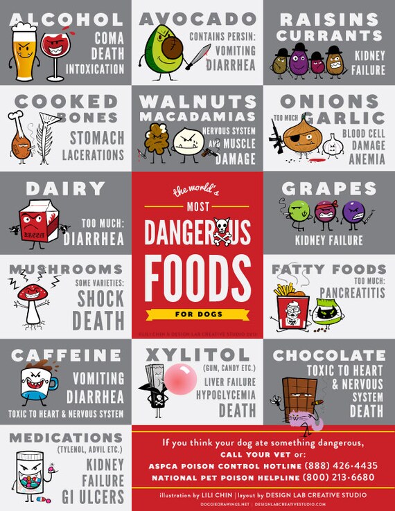The World s Most Dangerous Foods for Dogs 4 X 6 Fridge Magnet SET