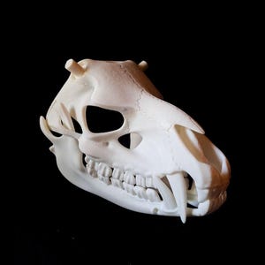 May include: A cream-colored, three-dimensional printed animal skull replica featuring a smooth surface, visible suture lines, a prominent canine tooth, and a row of molars. The skull is oriented in a side profile view against a black background.