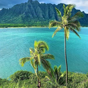 May include: A scenic coastal view featuring turquoise water, lush green mountains, and two tall palm trees. The sky is a mix of blue and gray, suggesting a partly cloudy day. A person is climbing one of the palm trees.