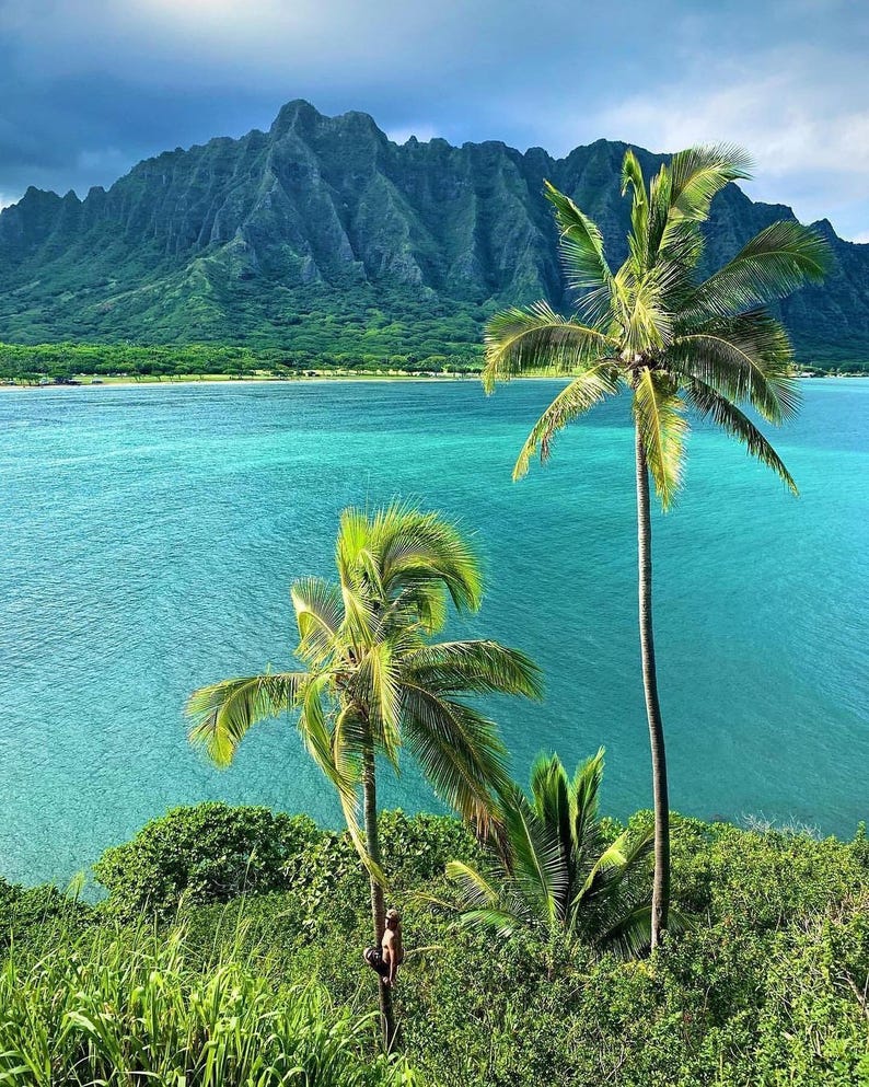 May include: A scenic coastal view featuring turquoise water, lush green mountains, and two tall palm trees. The sky is a mix of blue and gray, suggesting a partly cloudy day. A person is climbing one of the palm trees.