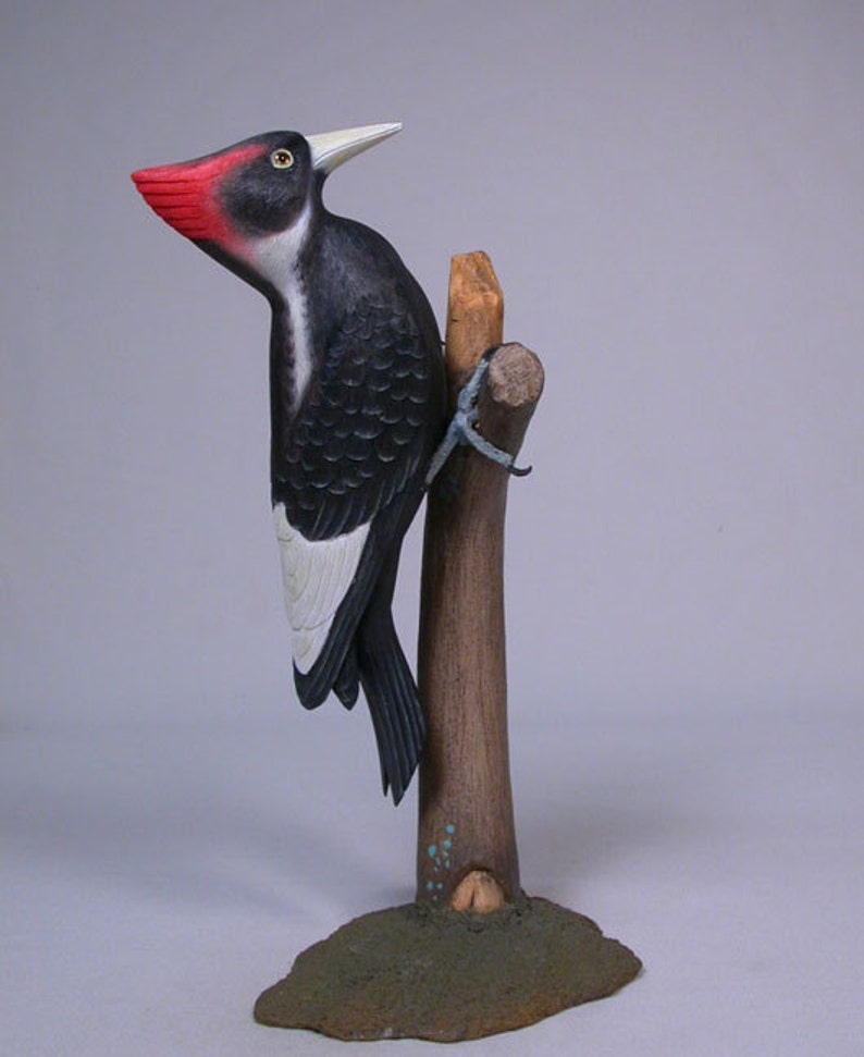 8 Extinct Rediscovered Ivory Billed Woodpecker Wood Bird | Etsy