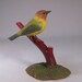 see more listings in the warbler section