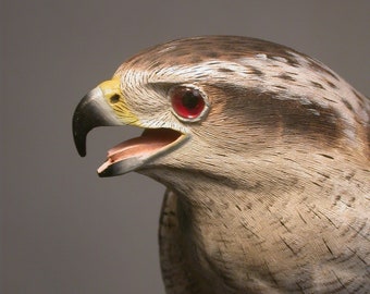 May include: Close-up of a hawk with a brown and gray patterned body, a yellow beak, and a red eye. The hawk's mouth is open, showing its tongue.