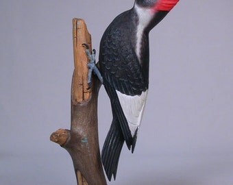 8" Extinct Rediscovered Ivory Billed Woodpecker Wood Bird Carving