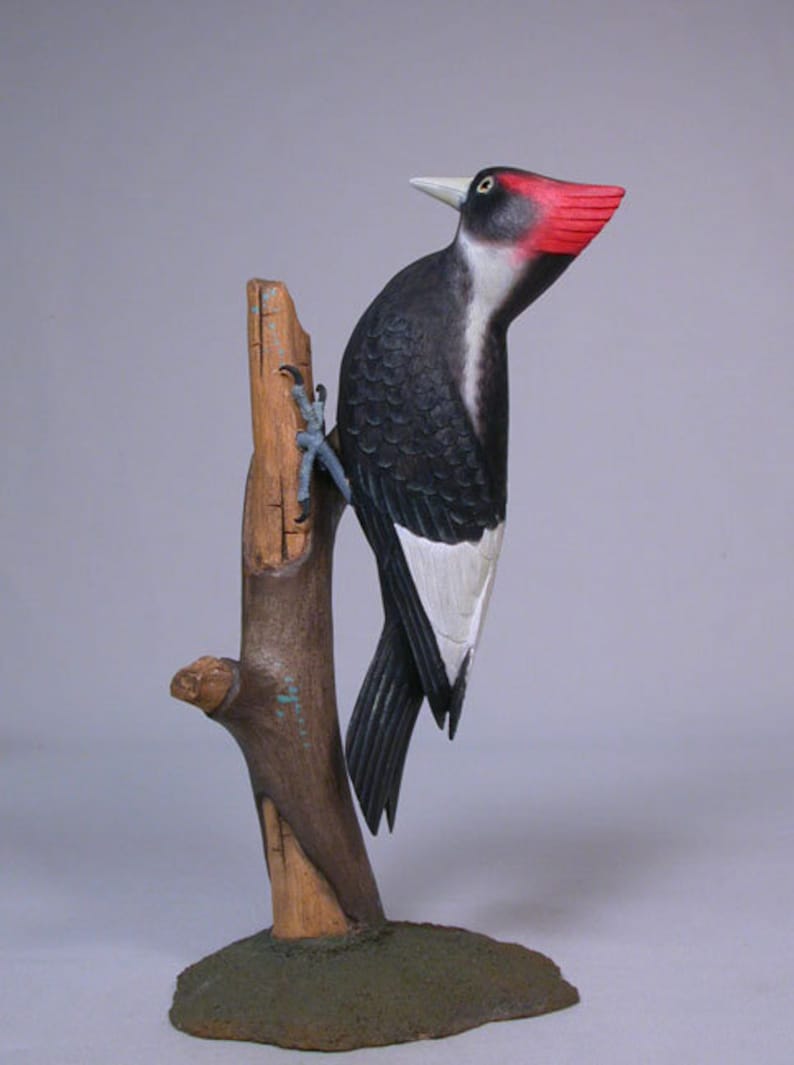 8 Extinct Rediscovered Ivory Billed Woodpecker Wood Bird | Etsy