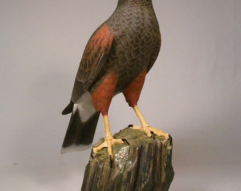 17" Harris's Hawk Hand Carved Wooden Bird carving
