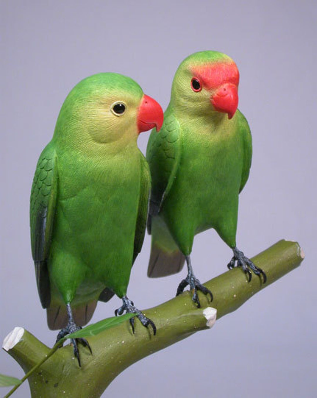 pair of lovebirds for sale