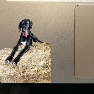 Adesivo, Hund im Heu, Hund Aufkleber, Laptop Aufkleber, Tier Aufkleber, Lustiges Motiv, Deutsche Dogge Aufkleber, Dogge, Eck Aufkleber, Ecke