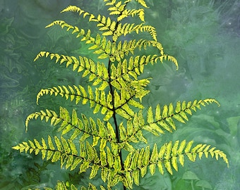 Beyond the Golden Fern by Susan Schroder -  fine art print