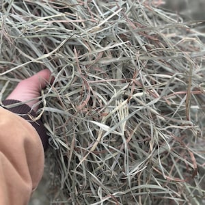 10lbs- 2nd cut-Beautiful-Premium Orchard/Timothy Grass Hay. Mixed grass hay for bunnies, guinea pigs, chinchillas, gerbils, tortious.