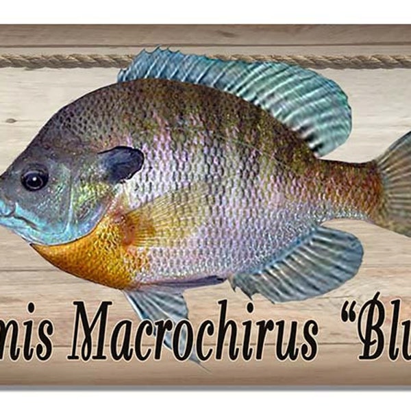 Bluegill Wall Sign 3-7/8" x 10-1/2" Metal Plaque Personalize Any Text Outdoor Safe Fish Fishing Fisherman