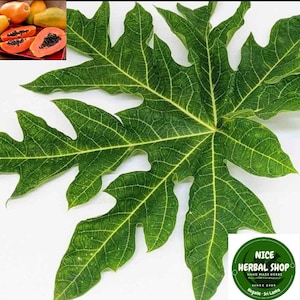 May include: A single, large, green papaya leaf with a prominent central vein and a network of smaller veins. The leaf is isolated against a white background.