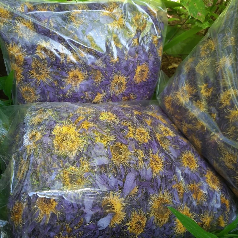 Herbal Tea Blue - Etsy